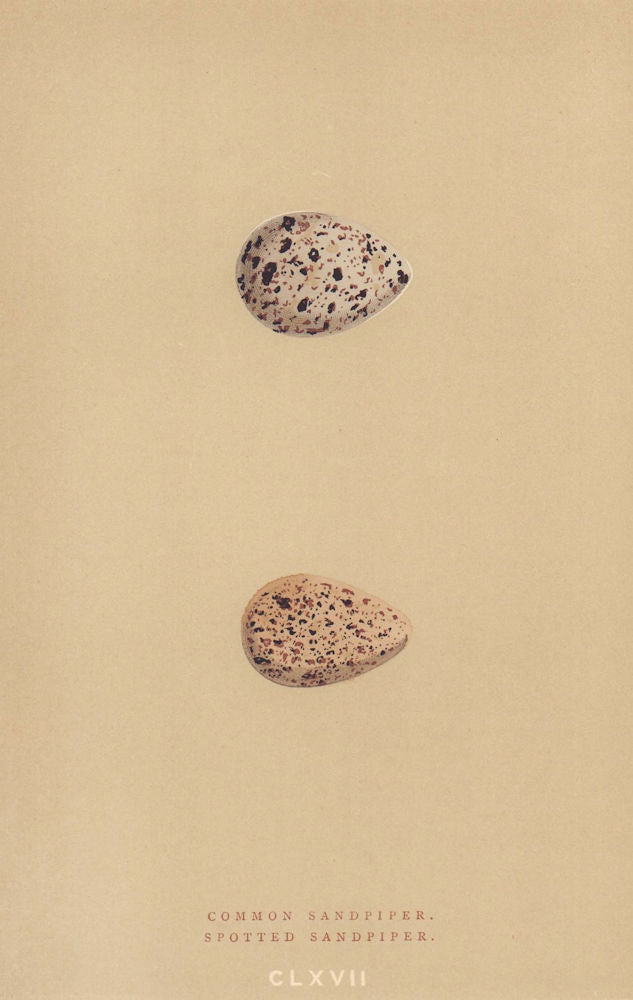 BRITISH BIRD EGGS. Common Sandpiper. Spotted Sandpiper. MORRIS 1896 old print